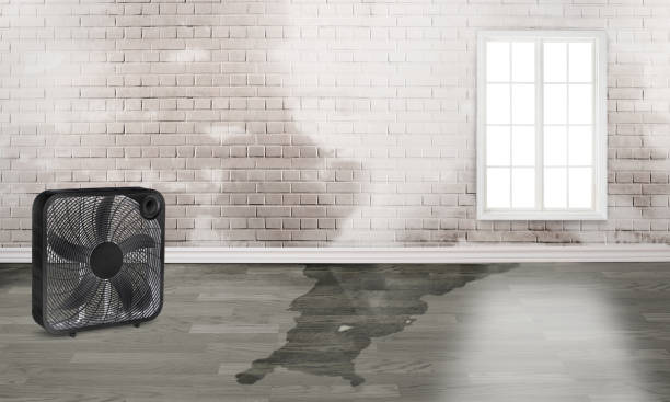Best Sewage cleanup and water damage restoration  in Summersville, WV